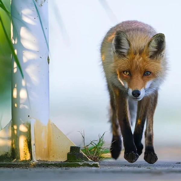 Источник: Michał Janiak / Close-up Photographer of the Year 2025