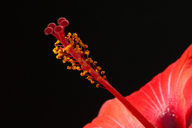 Неземная красота: на что похож пестик под микроскопом