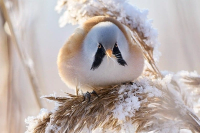 Редкая усатая синица замечена в Приморском районе Петербурга