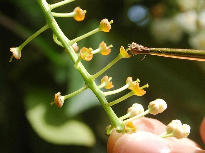 Искусственное опыление | Источник: Ryan Contreras / Oregon State University, CC BY-SA 2.0, via Wikimedia Commons