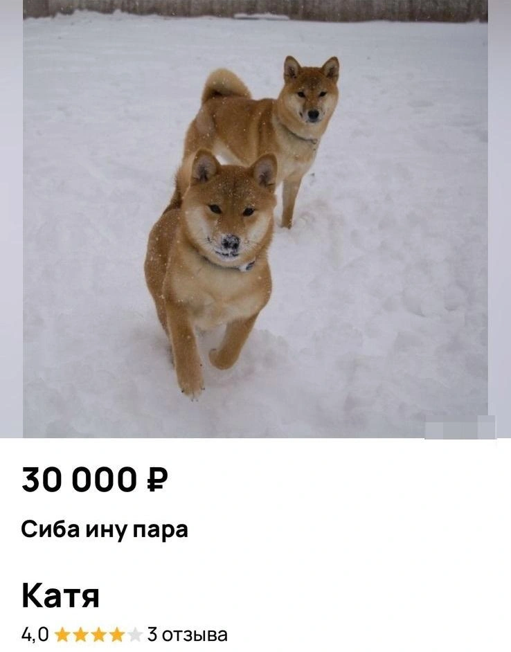 Объявление, по которому в итоге удалось выкупить Юту | Источник: предоставлено Яной