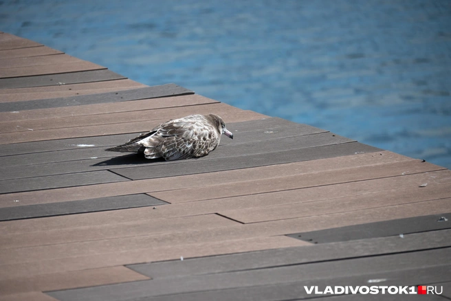 Подписчики в этом году присылали ему видео с этим уникальным явлением | Источник: Елена Буйвол / VLADIVOSTOK1.RU