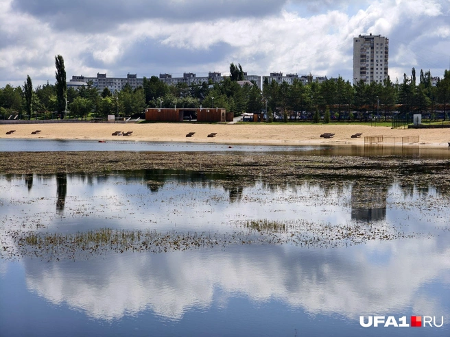 Зато уткам нравится | Источник: Булат Салихов / UFA1.RU