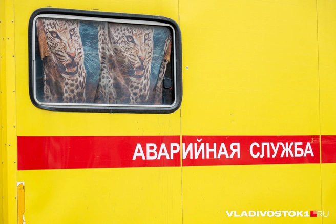 Источник: Елена Буйвол / VLADIVOSTOK1.RU