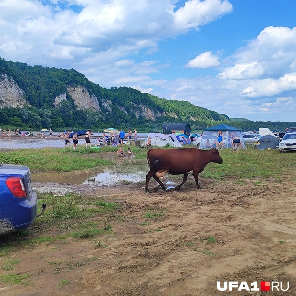 Симский&nbsp;— райское место не только для людей | Источник: Марина Каримова / UFA1.RU