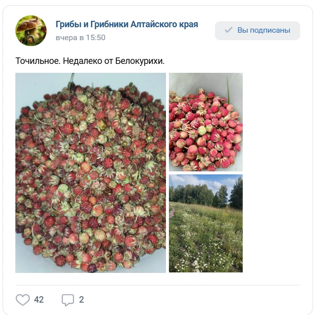 Богата на ягоду оказалась и Белокуриха | Источник: «Грибы и грибники Алтайского края»