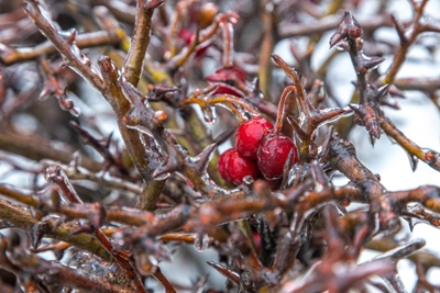 Москву ждут ледяные дожди из-за оттепели