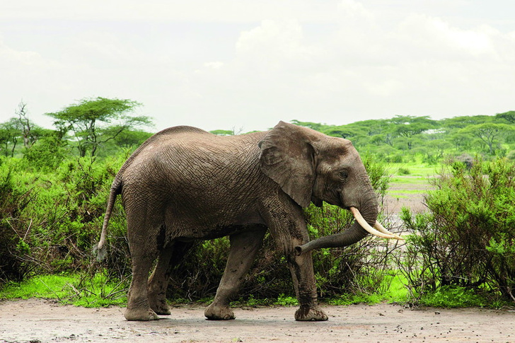 Сначала мы увидели его одного, но следом шло огромное стадо, не меньше 60 слонов!