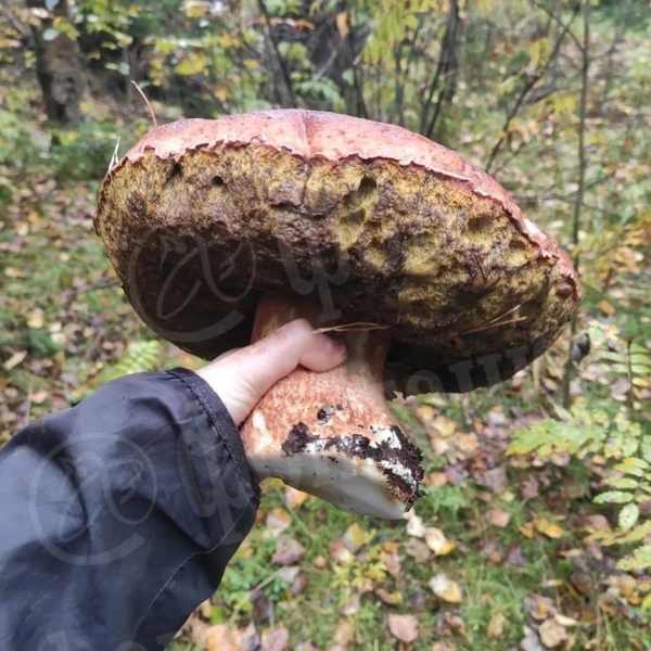 Источник: читатель «Фонтанки»