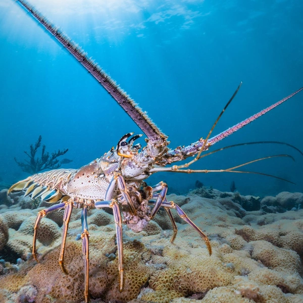 Второе место в номинации «Животные» | Источник: Florida Wildlife Federation Photo Contest 2025