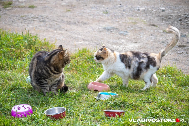 Источник: Елена Буйвол / VLADIVOSTOK1.RU