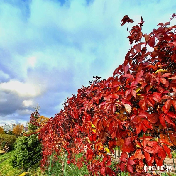 Источник: читатель «Фонтанки»