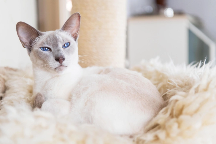 Лиловая сиамская кошка | Источник: Shutterstock/Fotodom.ru