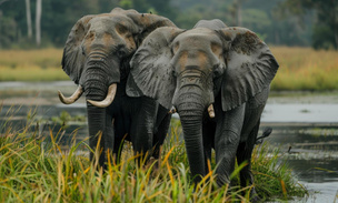 Секреты коммуникации слонов: как они общаются друг с другом?