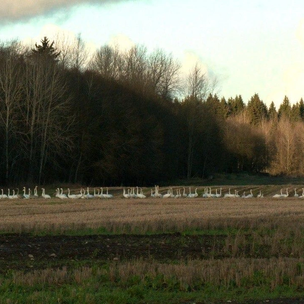 Источник: Павел Глазков / «Каждой твари по паре» 