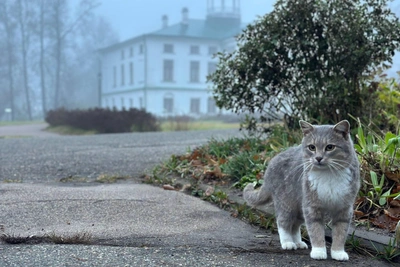 Stray Cat's Transformation and Disappearance Near Yaroslavl