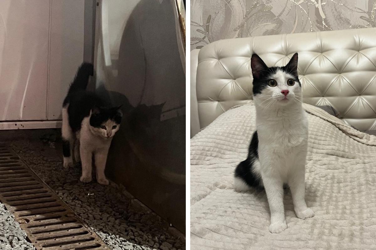 Чумазая малышка с заправки в Архангельске нашла друга: как живет та самая красавица-кошка