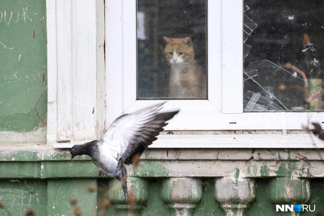 Даже в домашних условиях кошки остаются охотниками | Источник: Наталья Бурухина / NN.RU