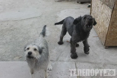 В Белогорске отменили карантин по бешенству