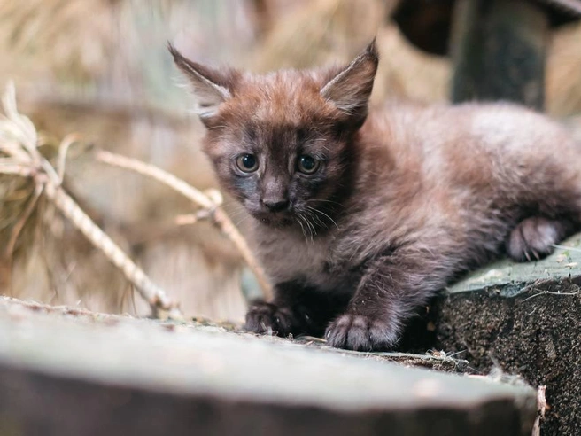 Котят постепенно переводят на взрослый рацион | Источник: «Новосибирский зоопарк» / Telegram
