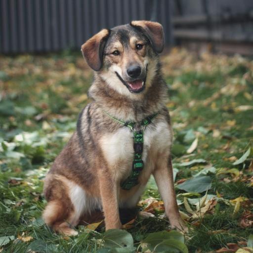 Источник: приют Бирюлево