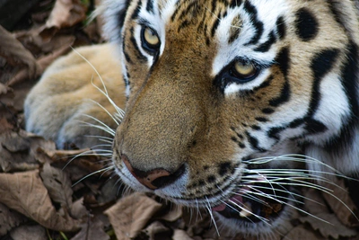 Автору ИИ-фейка о тигре грозит штраф до 500 тыс. рублей