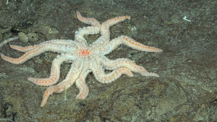 Соседи спагетти-монстра: в океане у острова Пасхи нашли десятки неизвестных науке видов