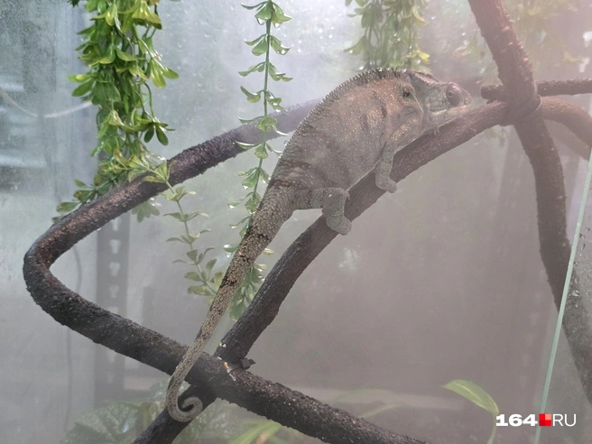 Неплохо устроилась в местной «бане» | Источник: Семен Коротов-Майбах / 164.RU