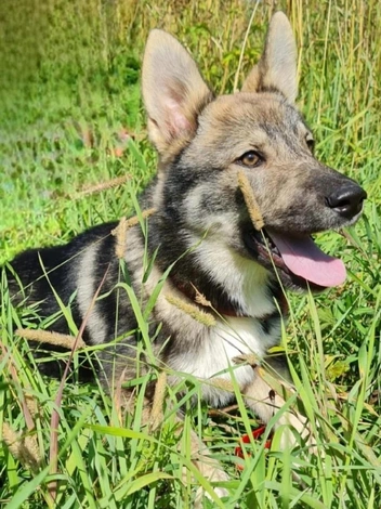Источник: Ольга Фарах