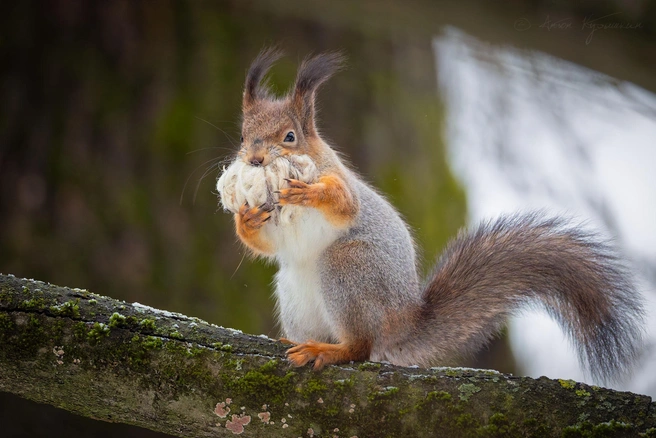 Белки в Удельном парке начали собирать шерсть. Только посмотрите на эти лапки | Источник: Антон Кубышкин / «Грибы и Грибники СПб»