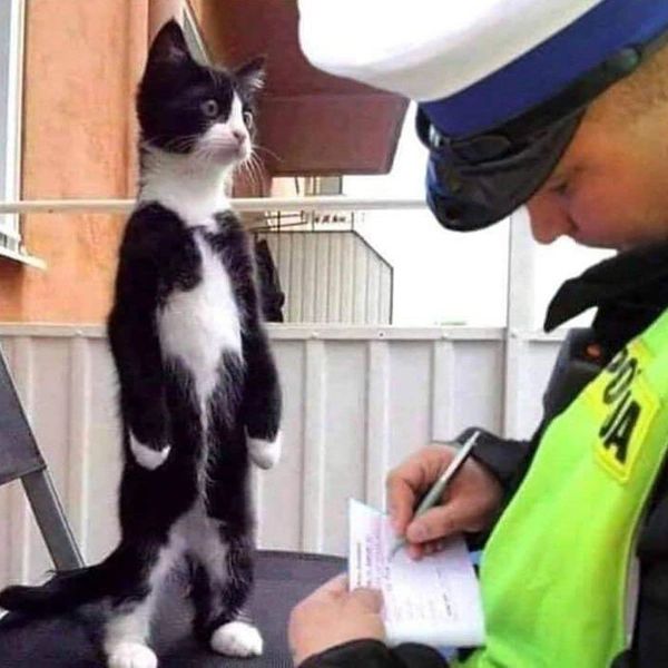 Источник: @bodegacatsofinstagram (запрещенная в России экстремистская организация)