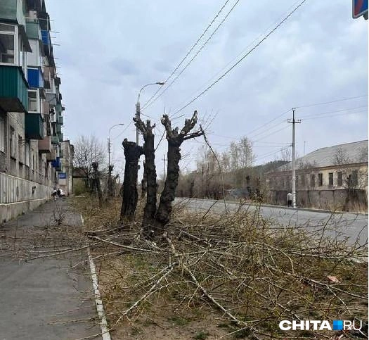 Омолаживающая обрезка на Чкалова | Источник: очевидец