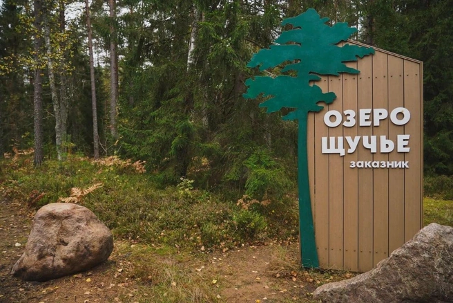 «Озёрную тропу» открыли у Щучьего озера. Она соединила два заказника | Источник: правительство Петербурга