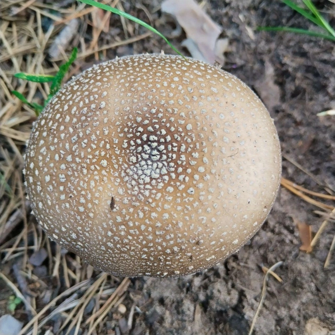 Встречали такие? | Источник: читатель 63.RU