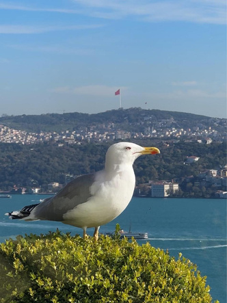 Как продлить отпуск в Стамбуле: 7 невероятных вещей, которые можно попробовать только здесь