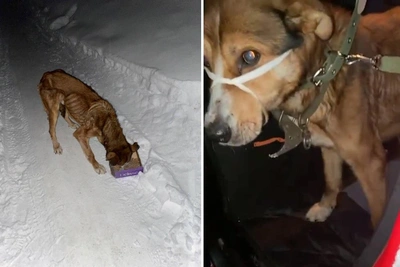 «Он просто высох»: пес Хан ищет дом в Новосибирске