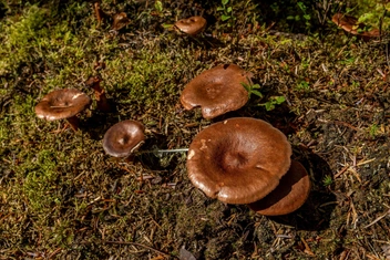 Источник: Colin Hunter via Legion Media