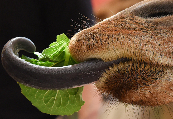 Жираф из американского зоопарка соблюдает салатную диету