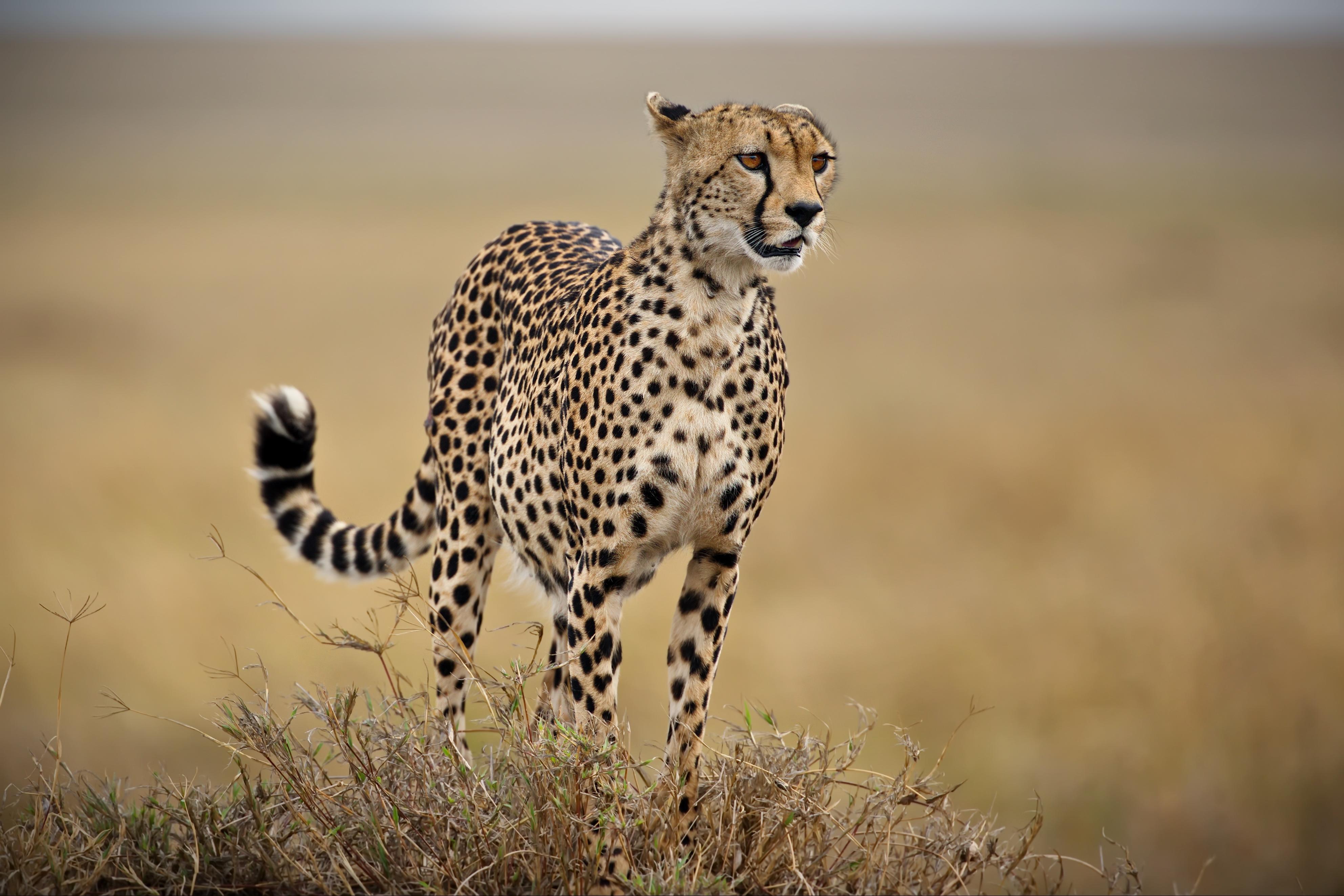Попробуй догони: 10 самых быстрых животных на Земле | Вокруг Света