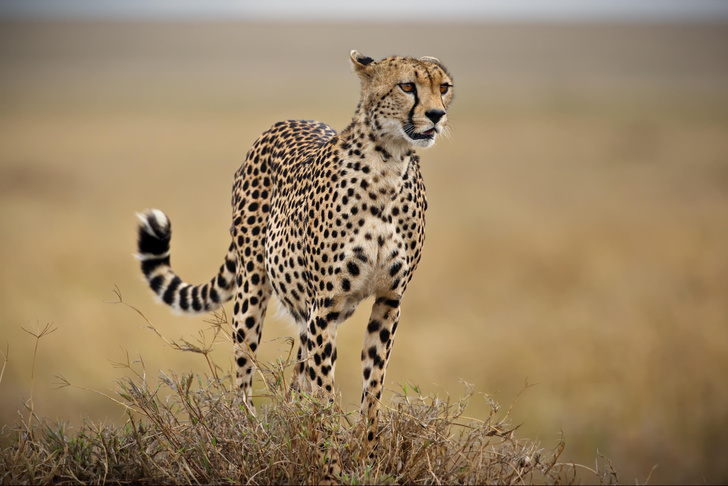 Попробуй догони: 10 самых быстрых животных на Земле