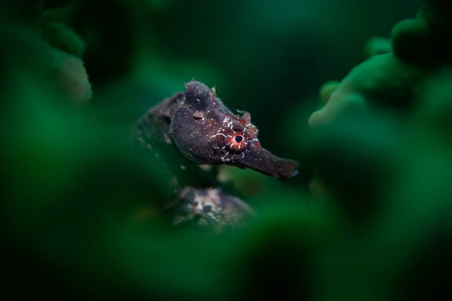 Источник: Talia Greis / Underwater Photographer of the Year 2024
