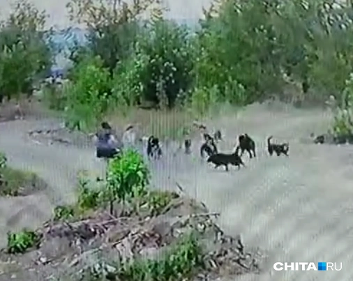Момент нападения попал на видео | Источник: очевидец