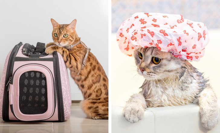 5 самых странных вещей, которые люди покупают кошкам