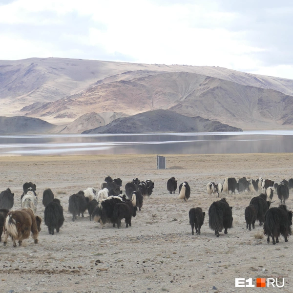 Стада в бескрайних пустынях | Источник: Дарья Черткова