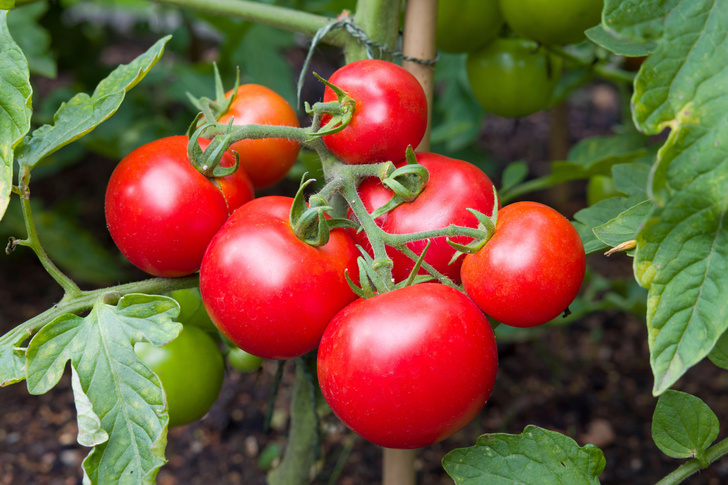 Что такое детерминантный сорт томатов?