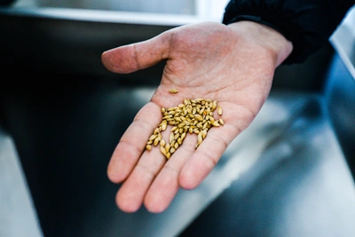 Донской экспортер зерна «Родные поля» впервые убыточен на 6 млрд