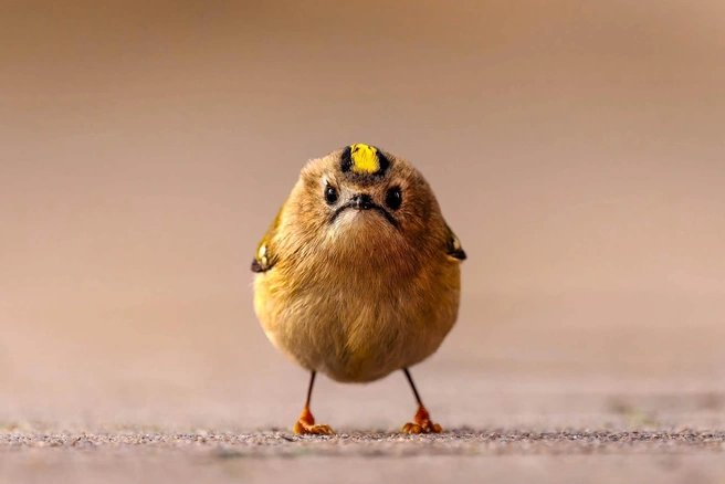 Ты не ты, когда голоден | Источник: Jan Wittmer / Nikon Comedy Wildlife Photography Awards 2026