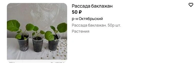 Источник: Avito.ru
