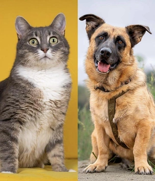 Котопёс недели: возьмите из приюта ласковую зеленоглазку Фиону или дружного коротколапика Коржика