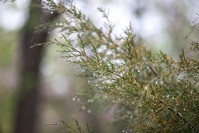 Погода в Ростовской области 10 декабря